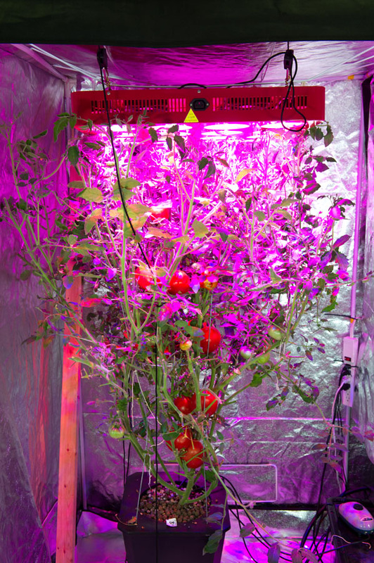 I de fleste tilfælde Bi belønning LED grow lights | Our projects | Boiling Frog productions